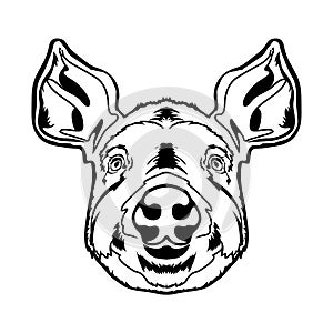 Pig face vector iilustration in cartoon style