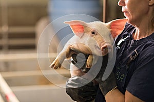 Pig at factory