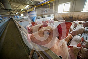 Pig at factory