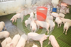 Pig factory farming is a subset of pig farming and of Industrial animal agriculture