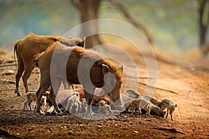 Pig Family, Indian Boar, Ranthambore National Park, India, Asia. Big family on gravel road in the forest. Animnal behaviour, paren