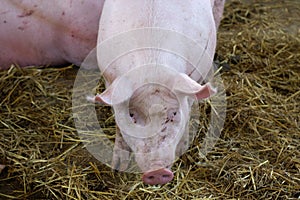Pig in farm