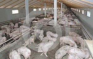 Pig farm