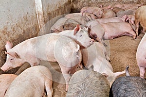 Pig farm