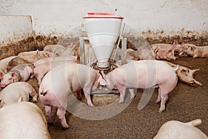 Pig farm