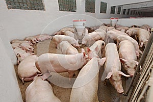 Pig farm