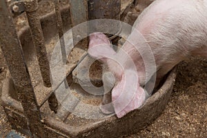 Pig farm