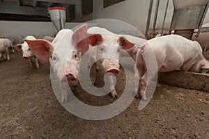 Pig farm