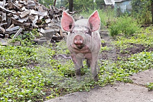 Pig on a farm