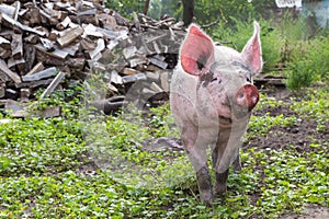 Pig on a farm