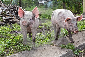 Pig on a farm