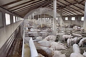 Pig Farm