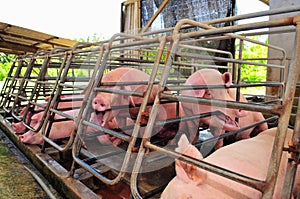 Pig Farm