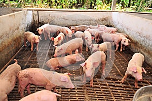 Pig Farm photo