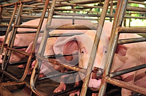 Pig Farm photo