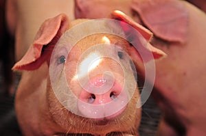 Pig Farm photo