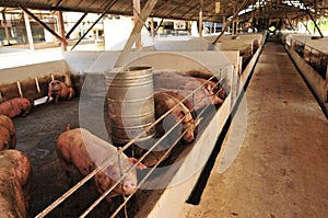 Pig Farm