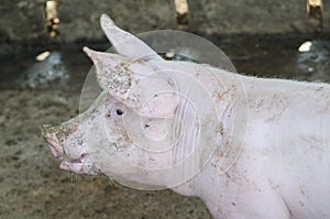 Pig On The Farm