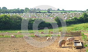 Pig farm