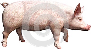 Pig, Farm Animal, Agriculture, Isolated, Farming