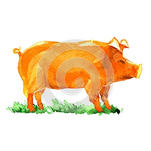 Pig, farm animal on green grass isolated
