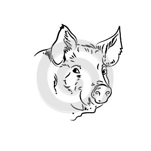 Pig farm animal illustration vector