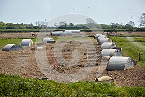 The pig farm in Devon. England