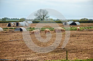 The pig farm in Devon. England