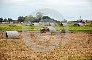 The pig farm in Devon. England