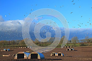 Pig farm in East Devon