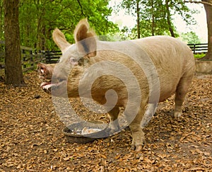 A pig at a farm in florida