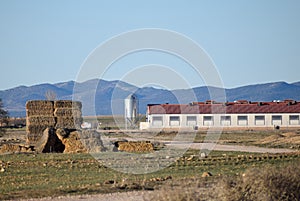 pig farm, industrial farm in the countryside with thousands of animals photo