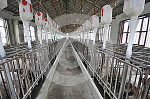 Pig farm