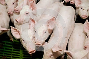 Pig farm. Little piglets. Pig farming is the raising and breeding of domestic pigs.