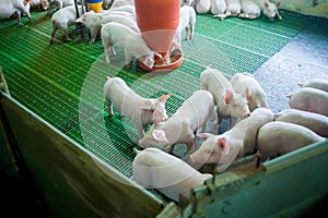 Pig farm. Little piglets. Pig farming is the raising and breeding of domestic pigs.