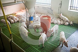 Pig farm. Little piglets. Pig farming is the raising and breeding of domestic pigs.