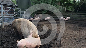 Pig farm. Pig is digging in the mud. Pigs outdoors in dirty farm field. Concept growing organic food  
