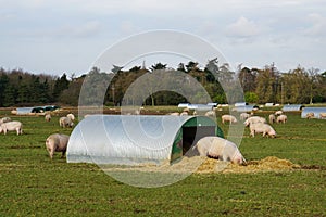 Pig farm