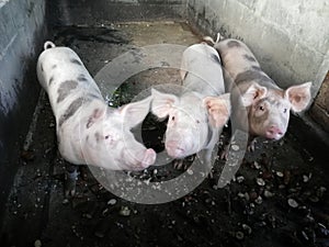 Pig farm . Pig production
