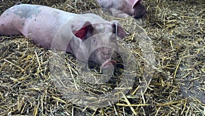 Pig farm. Piglets lie up on fresh straw inside the barn 