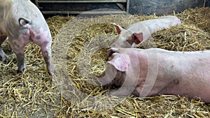 Pig farm. Piglets lie up on fresh straw inside the barn