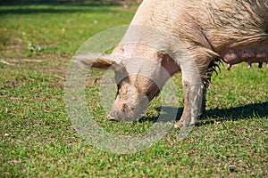 Pig farm. Pigs in field