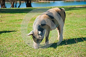 Pig farm. Pigs in field