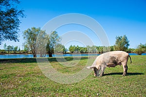 Pig farm. Pigs in field