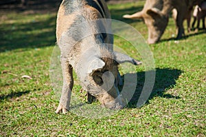 Pig farm. Pigs in field