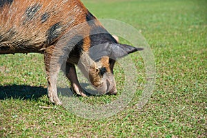 Pig farm. Pigs in field