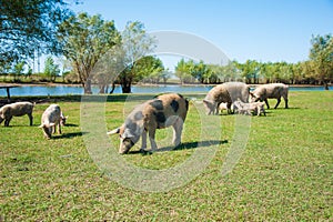 Pig farm. Pigs in field