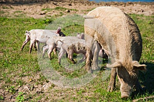 Pig farm. Pigs in field