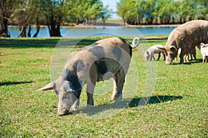 Pig farm. Pigs in field