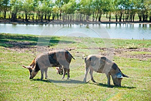 Pig farm. Pigs in field